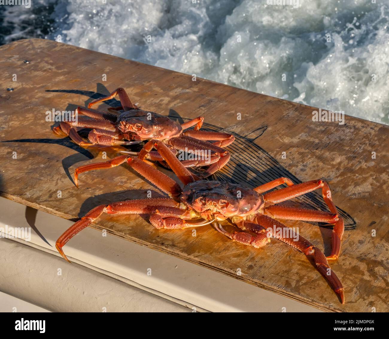 Strigun crabs on Kamchatka Stock Photo