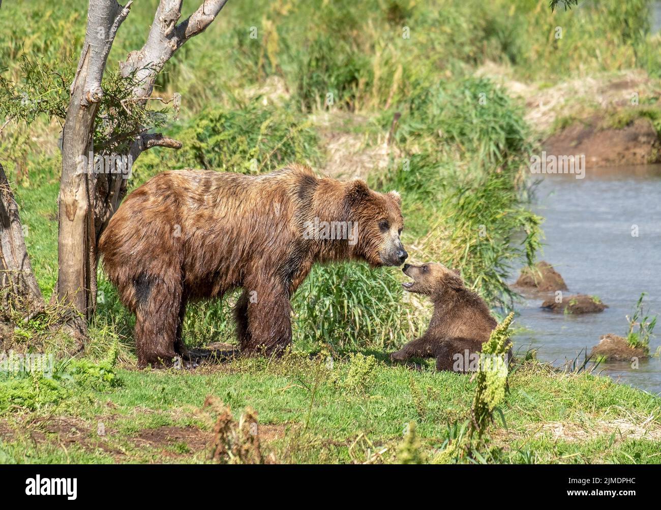 Female brown bear and her cub Stock Photo Alamy