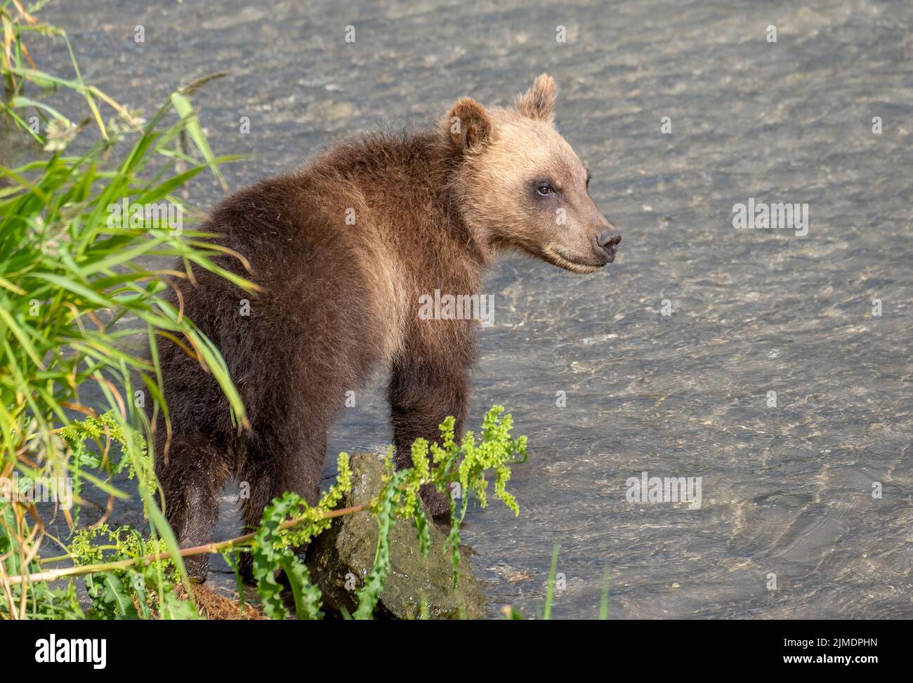 Brown bear cub in river Stock Photo