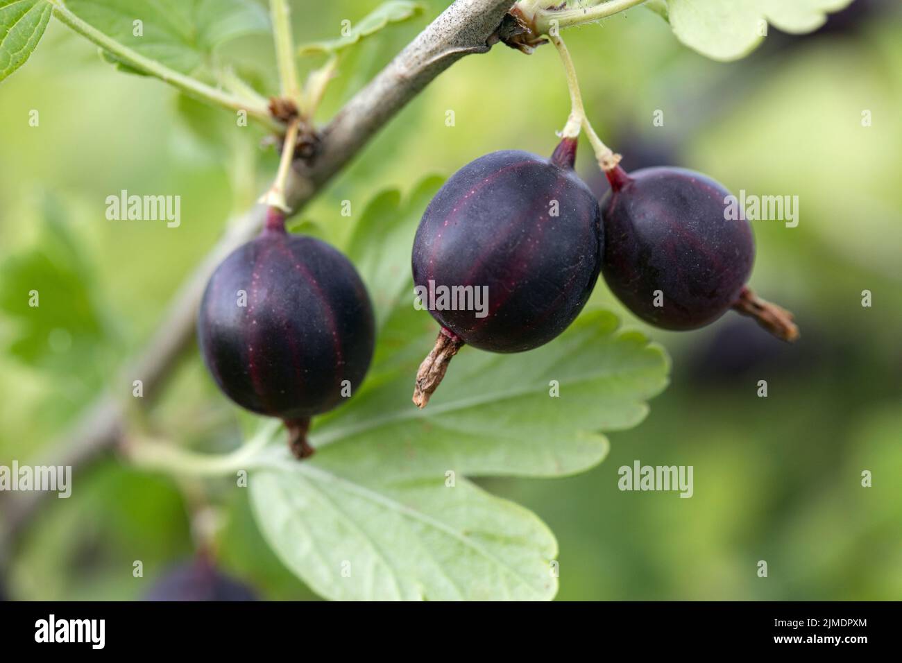 Close up shot seasonal gooseberry hi-res stock photography and images ...