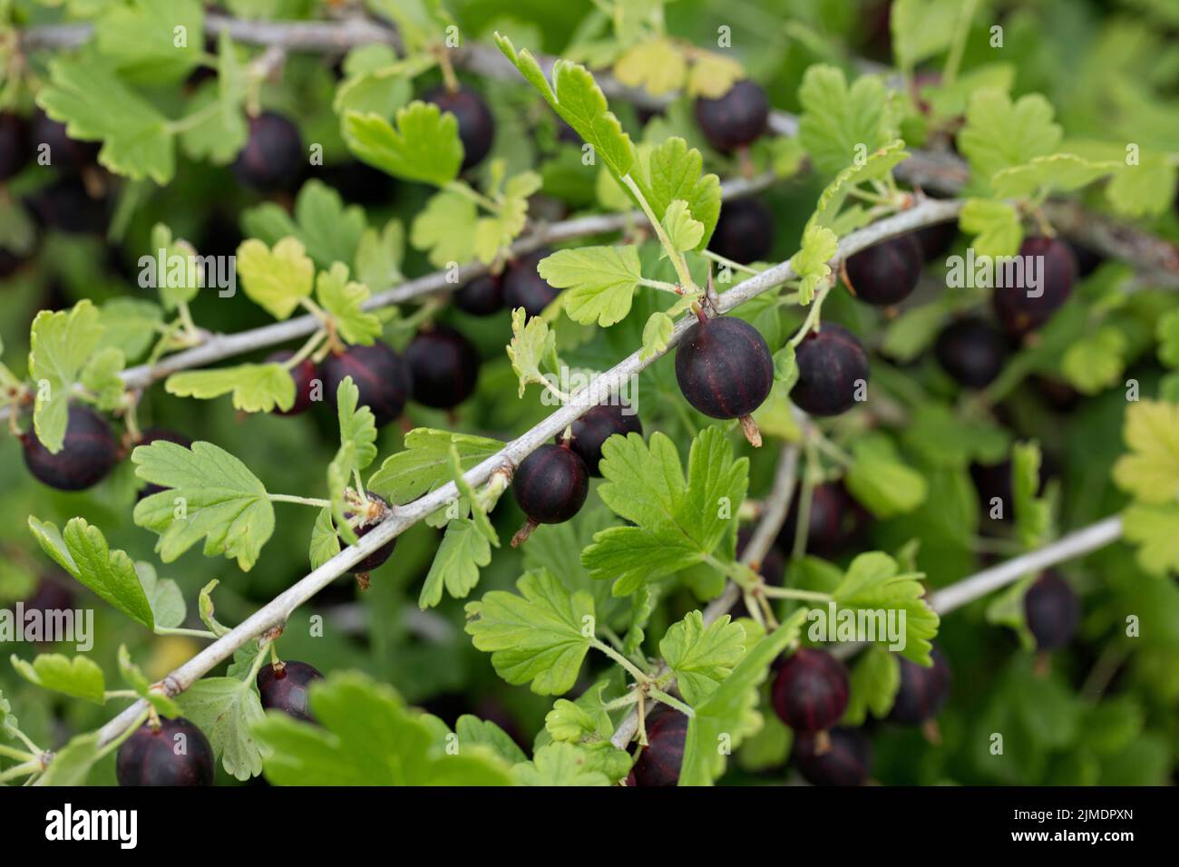Branches of gooseberry bush hung with ripe edible berries Stock Photo