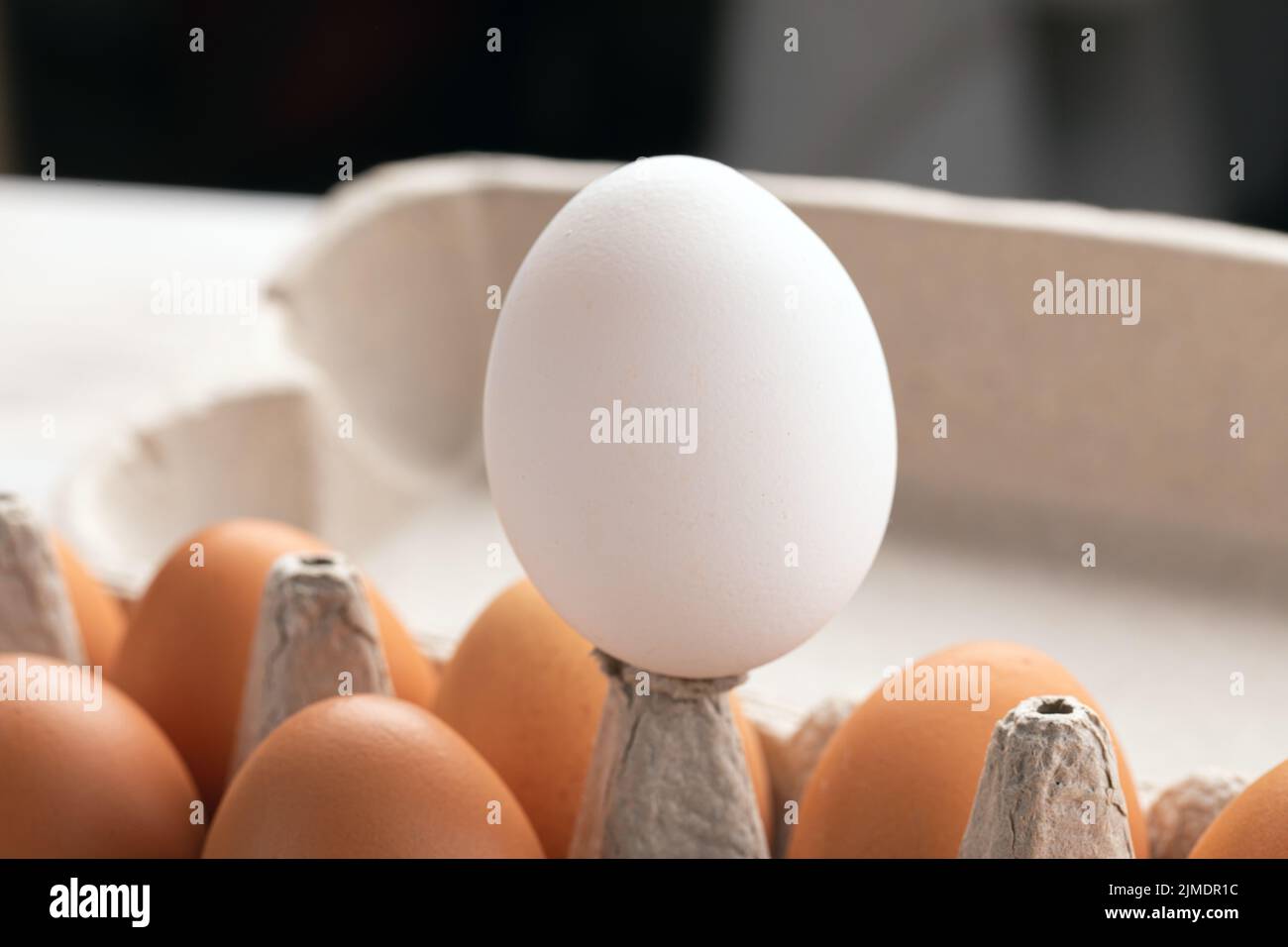 One white egg rises above brown eggs. concept of leadership in team. One best instance surrounded by ordinary objects Stock Photo