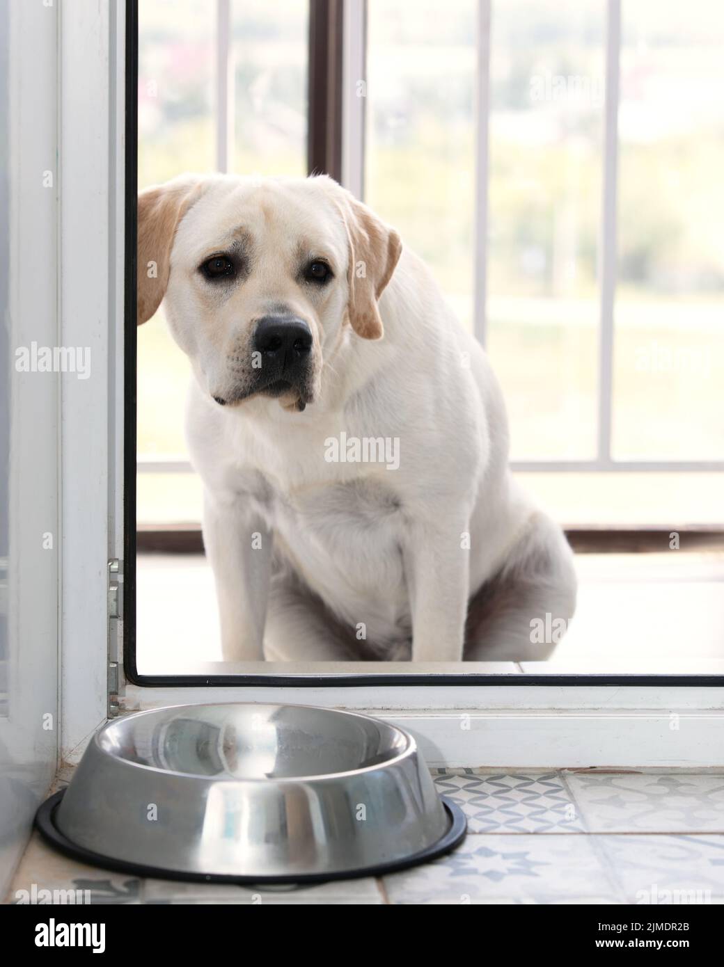 Labrador puppy looks in through open door, waiting for its owner to