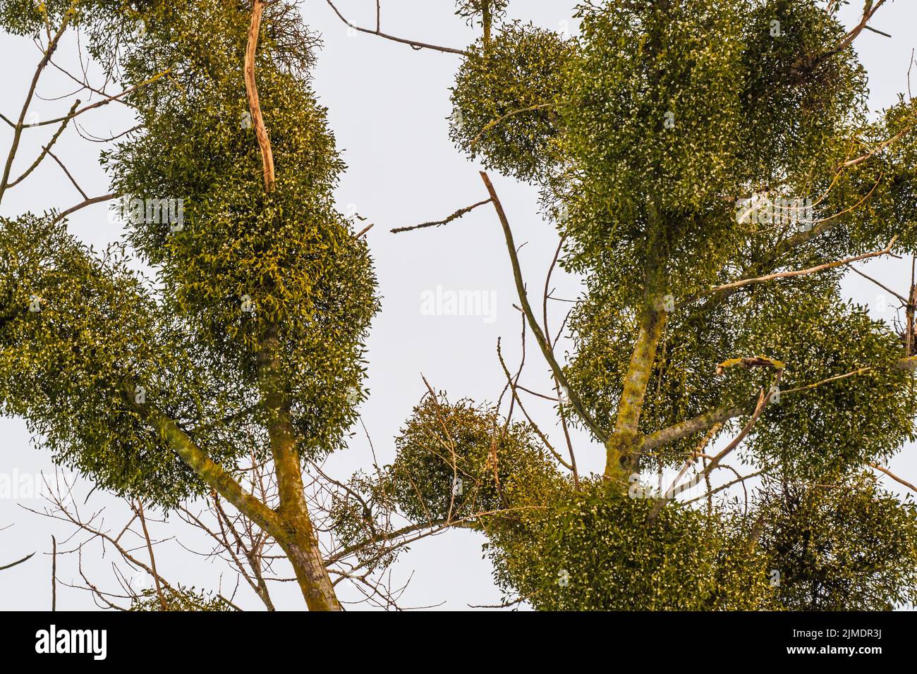 Pine trees against the blue sky view from the bottom stock photo alamy