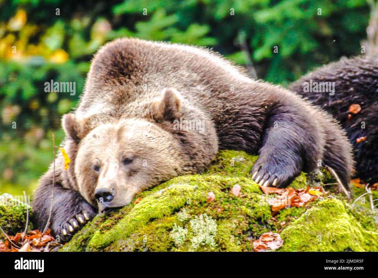 Brown bear (Ursus arctos arctos), outdoor in the National Park Bavarian ...