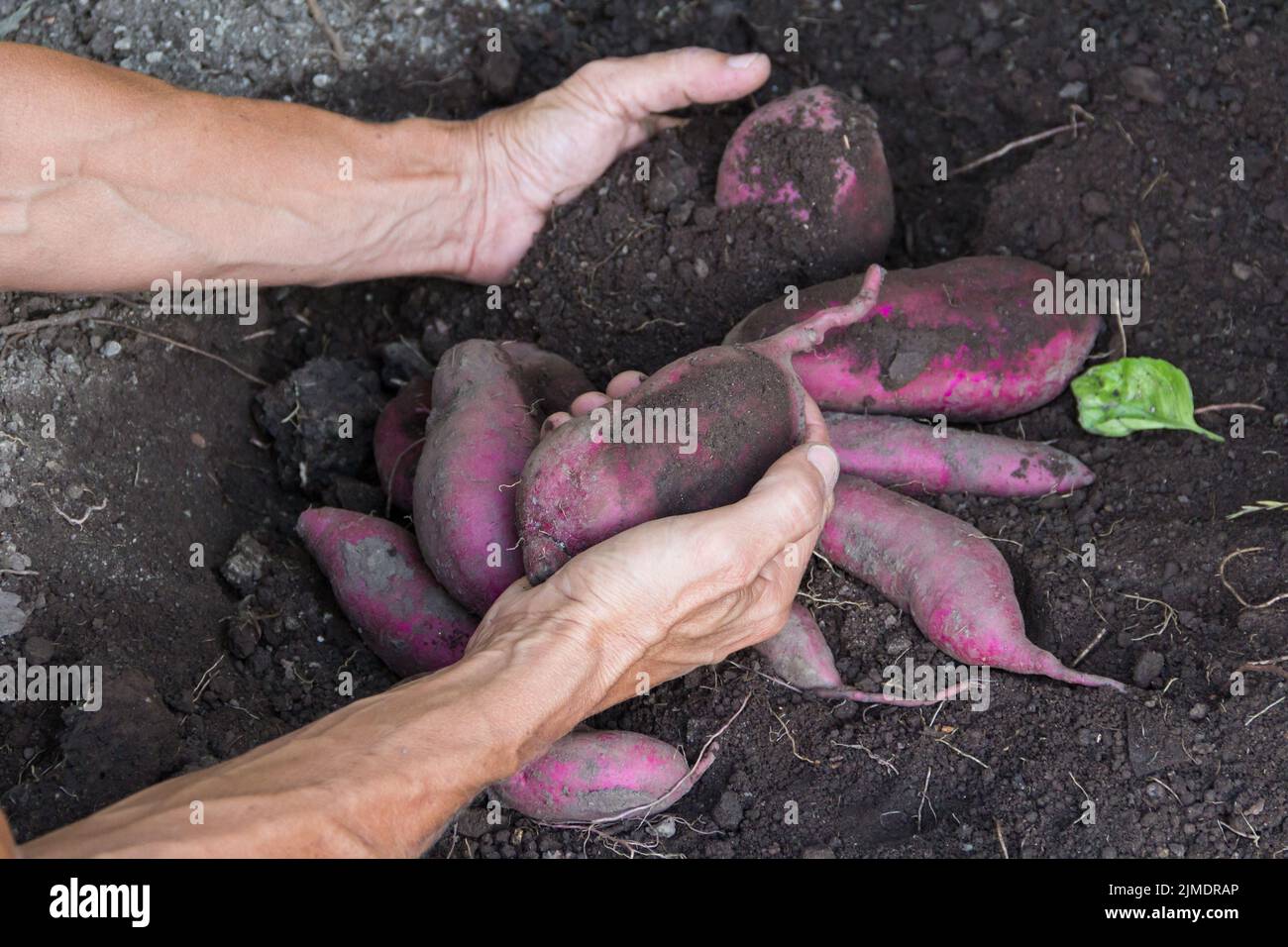 Woman's hands harvesting sweet potatoes in the garden Stock Photo