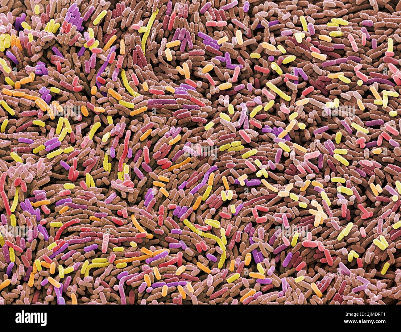 Ecoli bacteria, SEM Stock Photo
