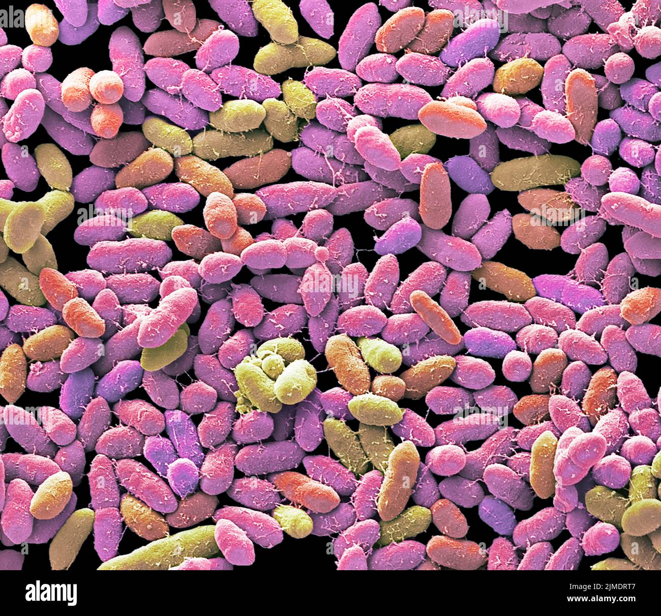 Faecal bacteria. Scanning electron micrograph (SEM) of bacteria cultured from a sample of human faeces. At least 50 per cent of human faeces is made u Stock Photo
