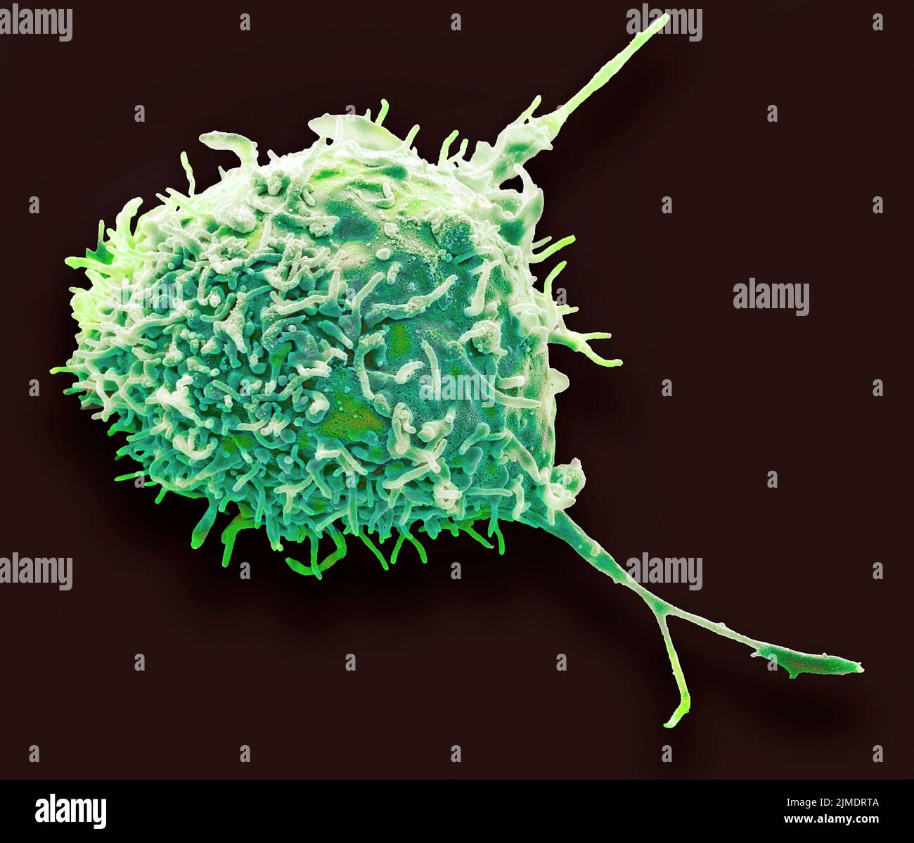 Mesenchymal stem cell. Coloured scanning electron micrograph (SEM) of a human mesenchymal stem cell (MSC). MSCs are multipotent stromal (connective ti Stock Photo