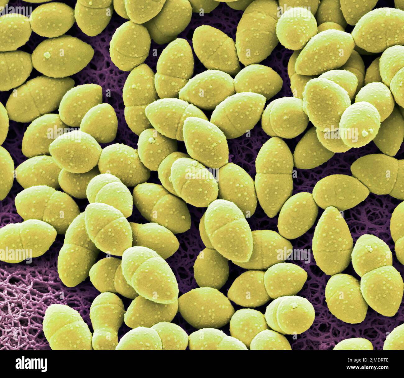 Kefir bacteria, SEM Stock Photo