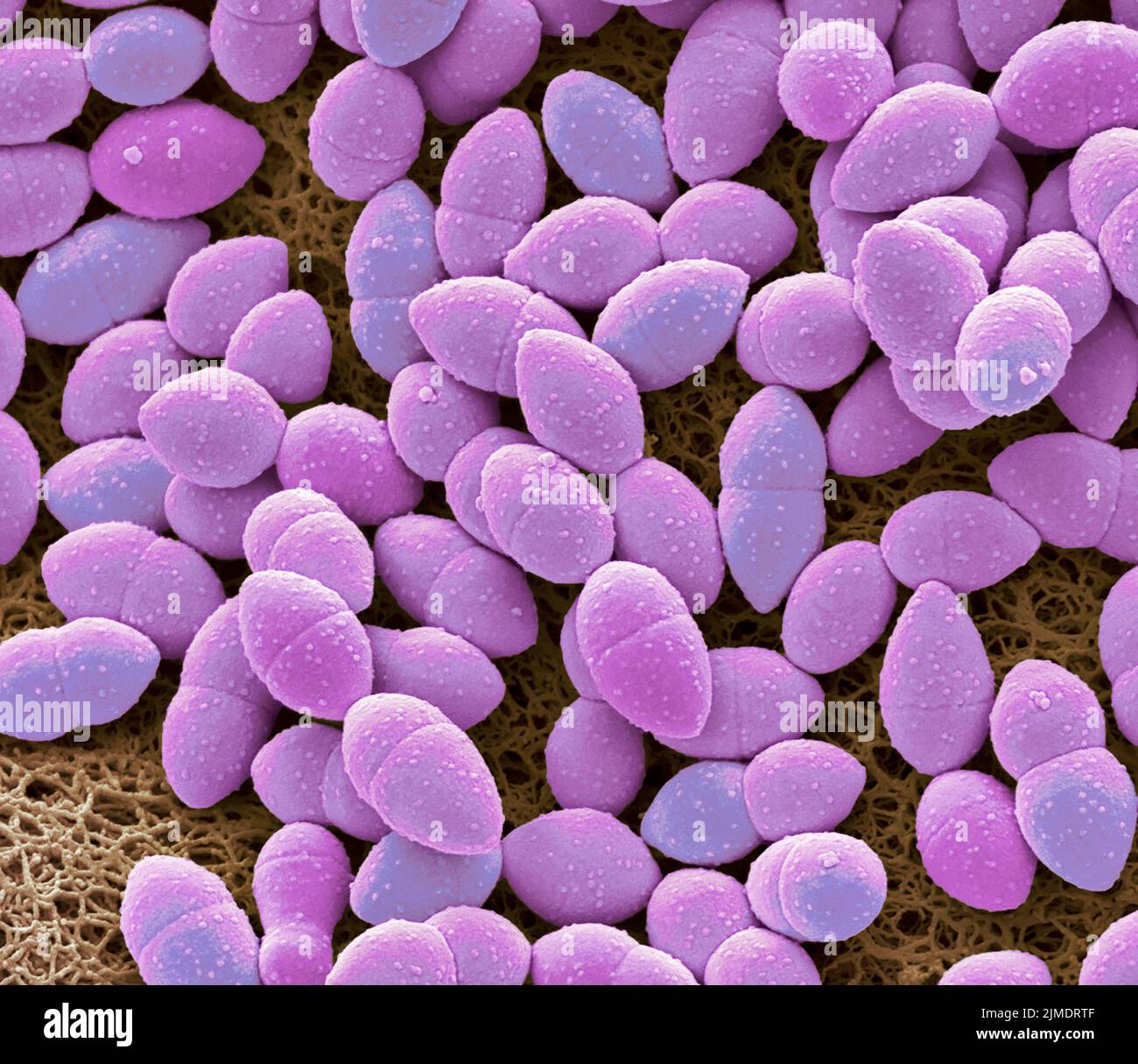 Kefir bacteria, SEM Stock Photo