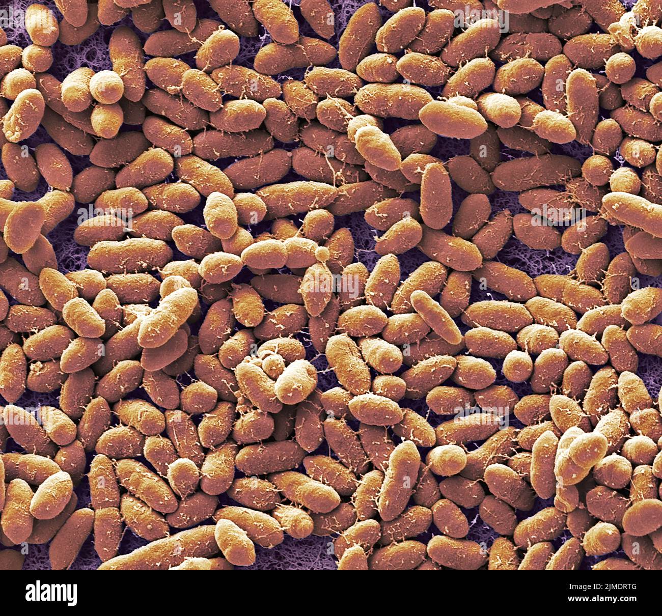 Faecal bacteria, sem Stock Photo