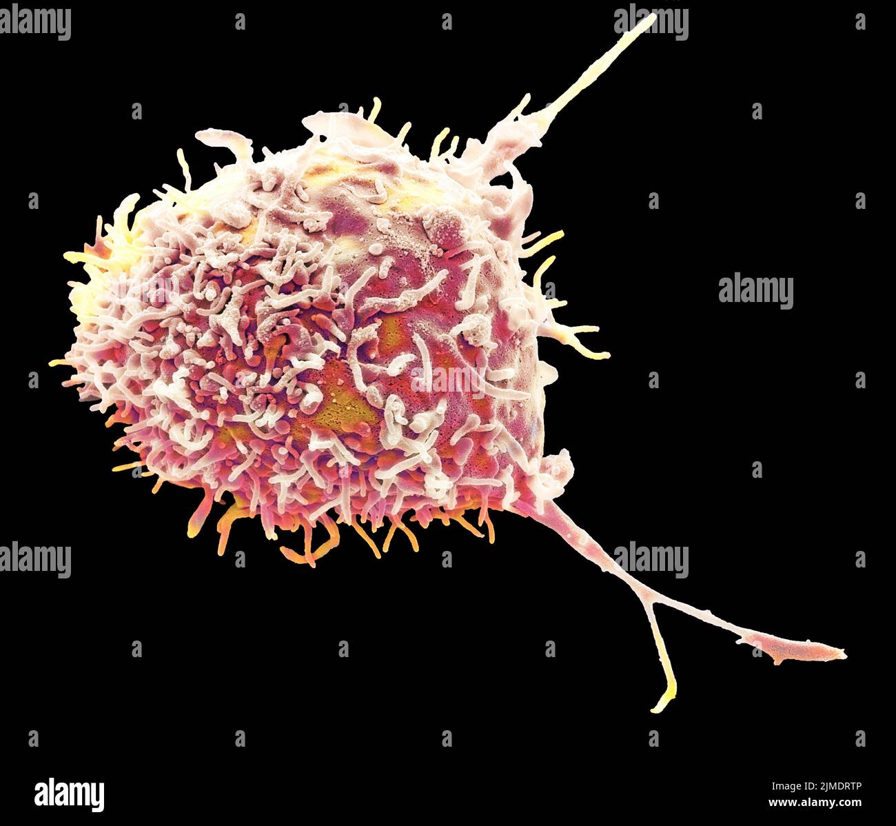 Mesenchymal stem cell, SEM Stock Photo