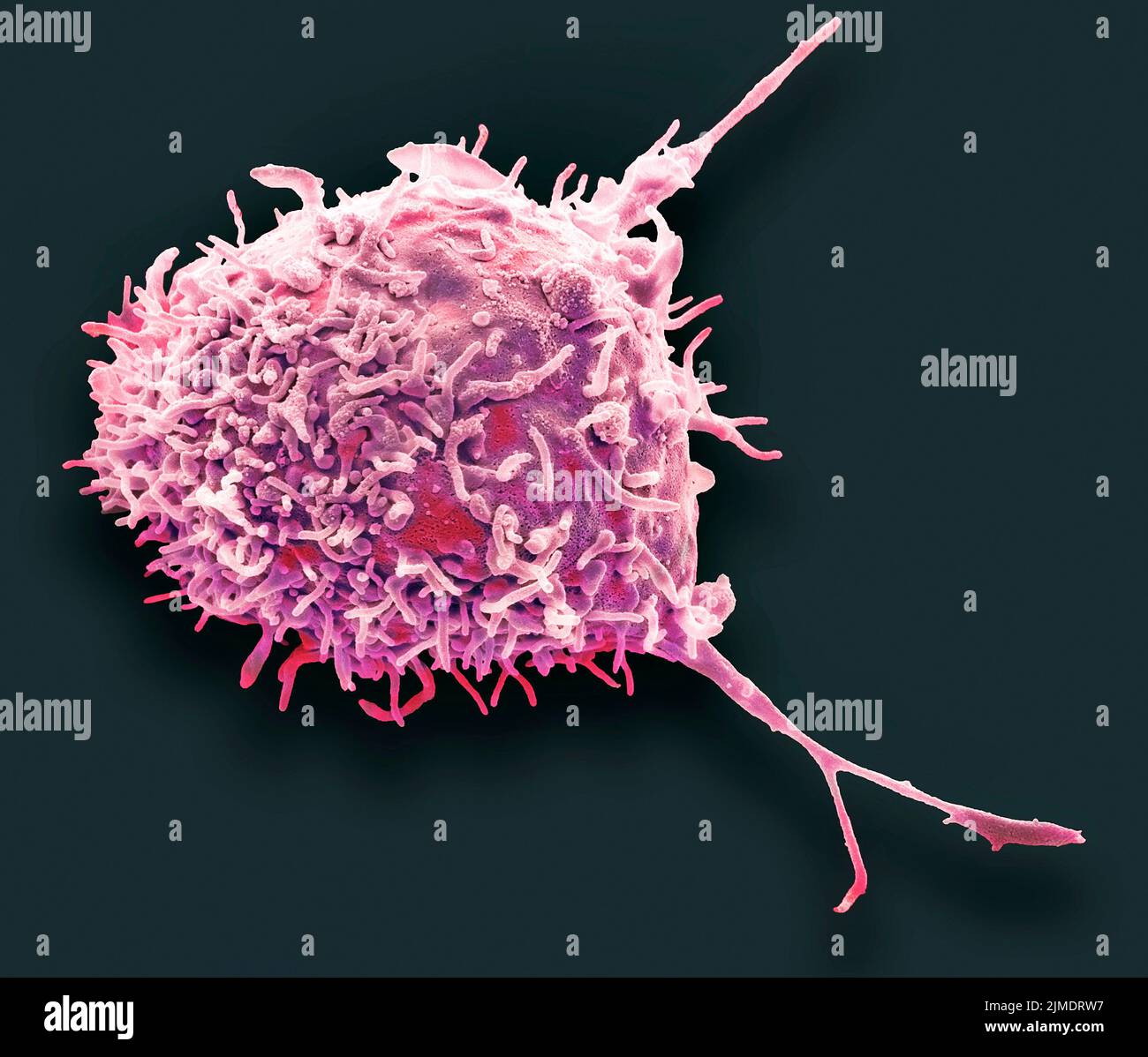 Mesenchymal stem cell, SEM Stock Photo