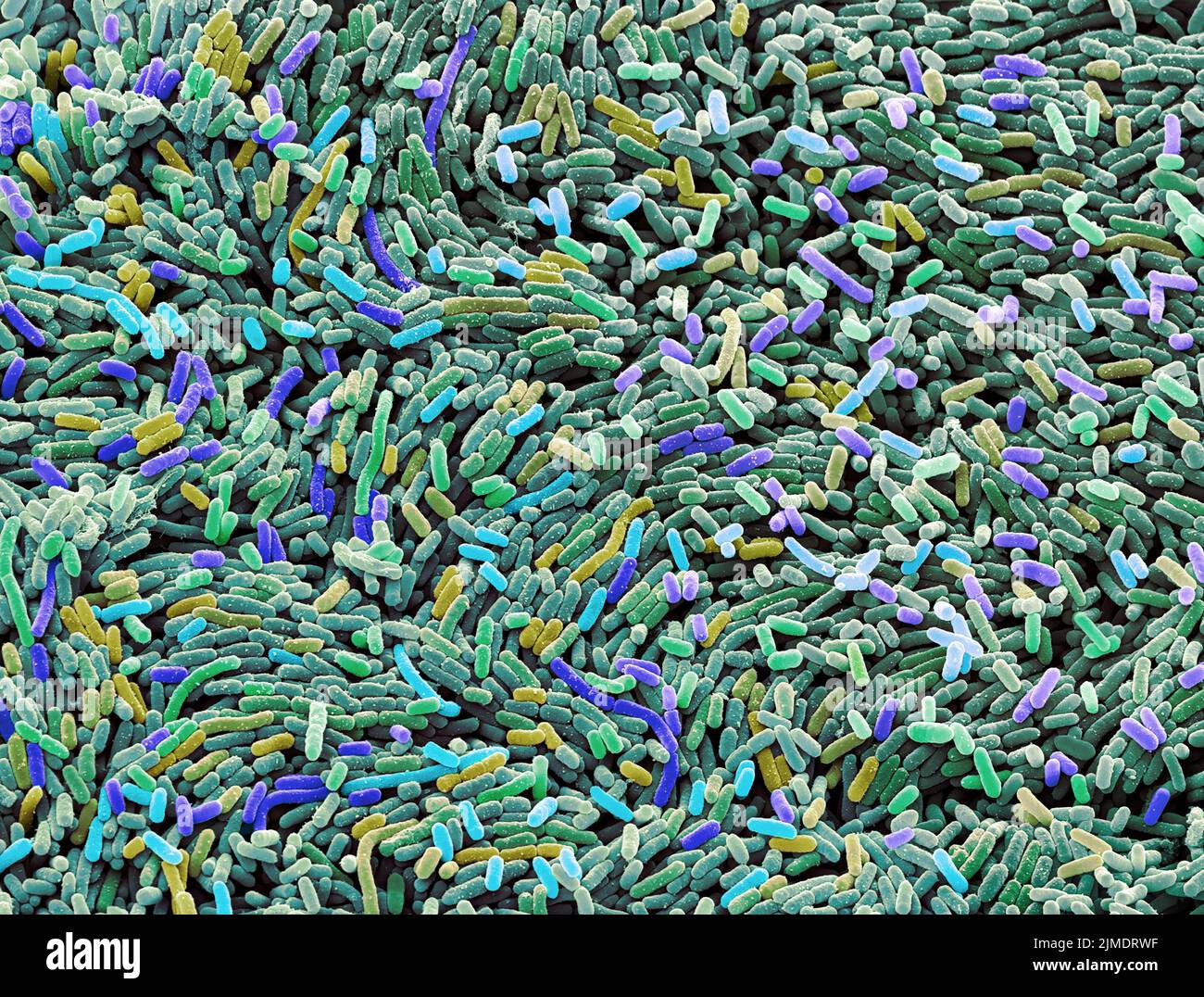 E.coli bacteria. Coloured scanning electron micrograph of the rod-shaped, Gram-negative bacteria Escherichia coli, commonly known as E. coli. These ba Stock Photo