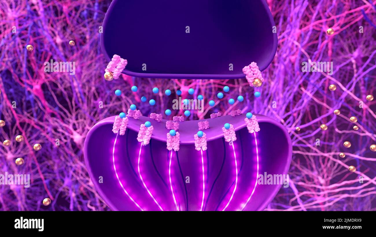Nerve synapse, illustration. The synapse (neuronal junction) is the gap between two neurons. Signals are passed from one nerve cell (neuron) to anothe Stock Photo