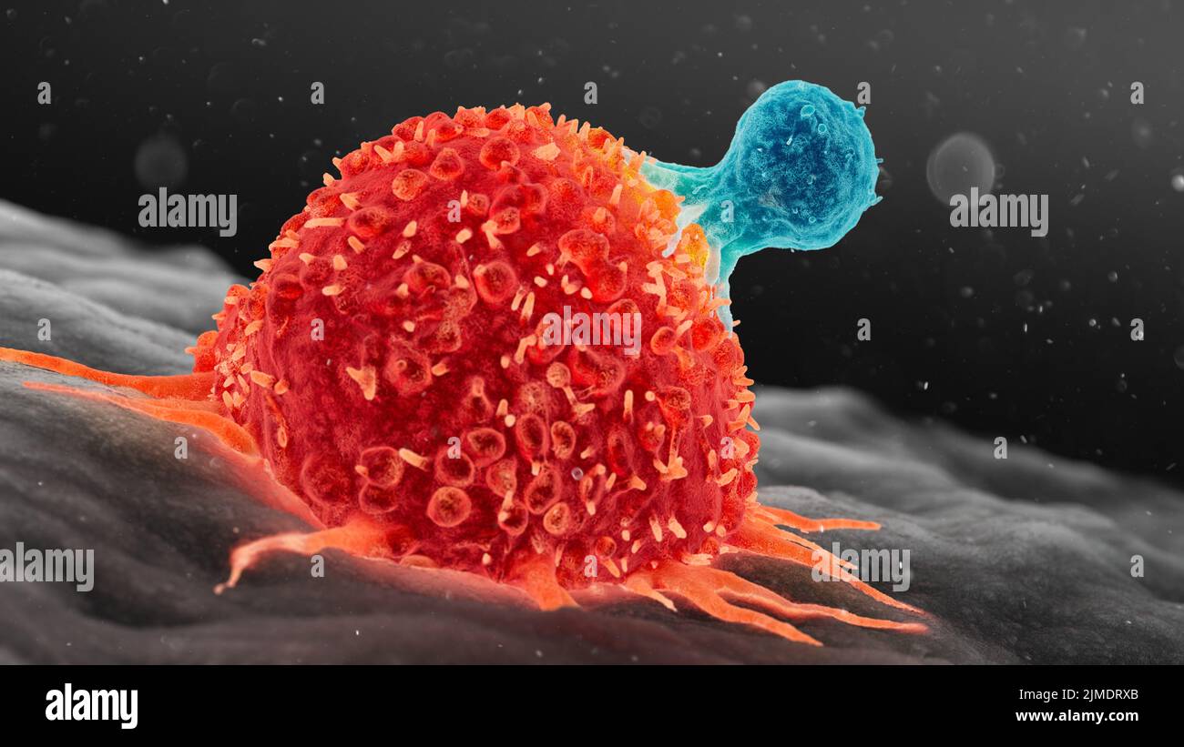 3D illustration of a human T cell attacking a cancer cell. Stock Photo