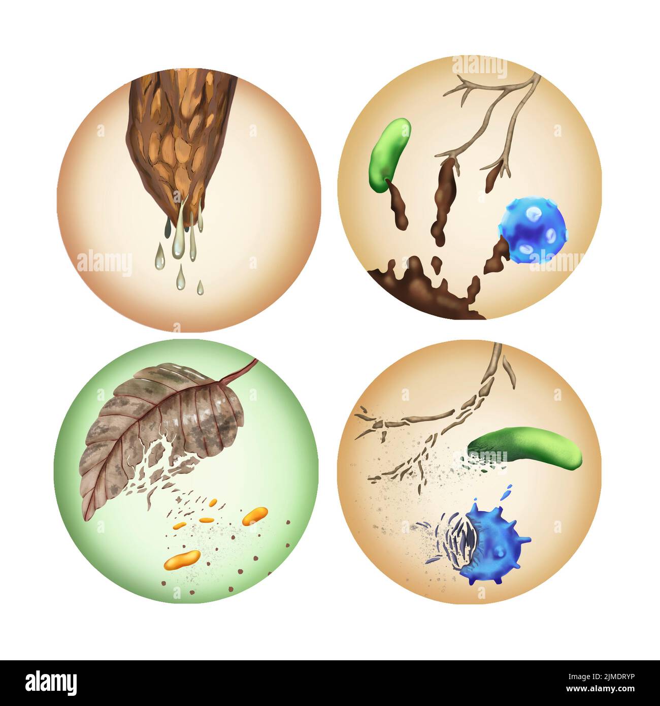 Plant and microbes degrading, illustration Stock Photo