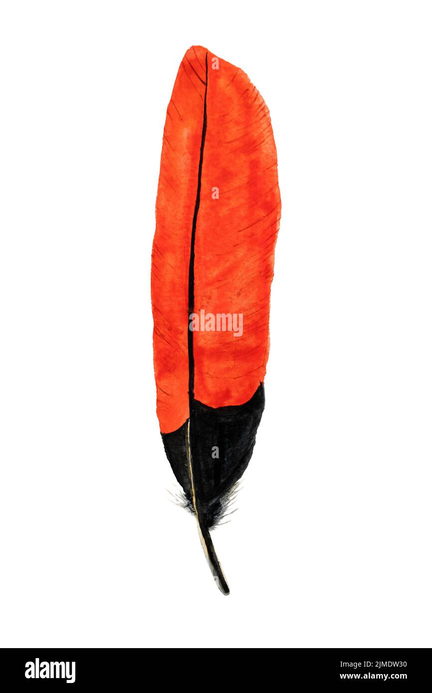 Red feather of parrot bird hand drawn watercolour illustration Stock