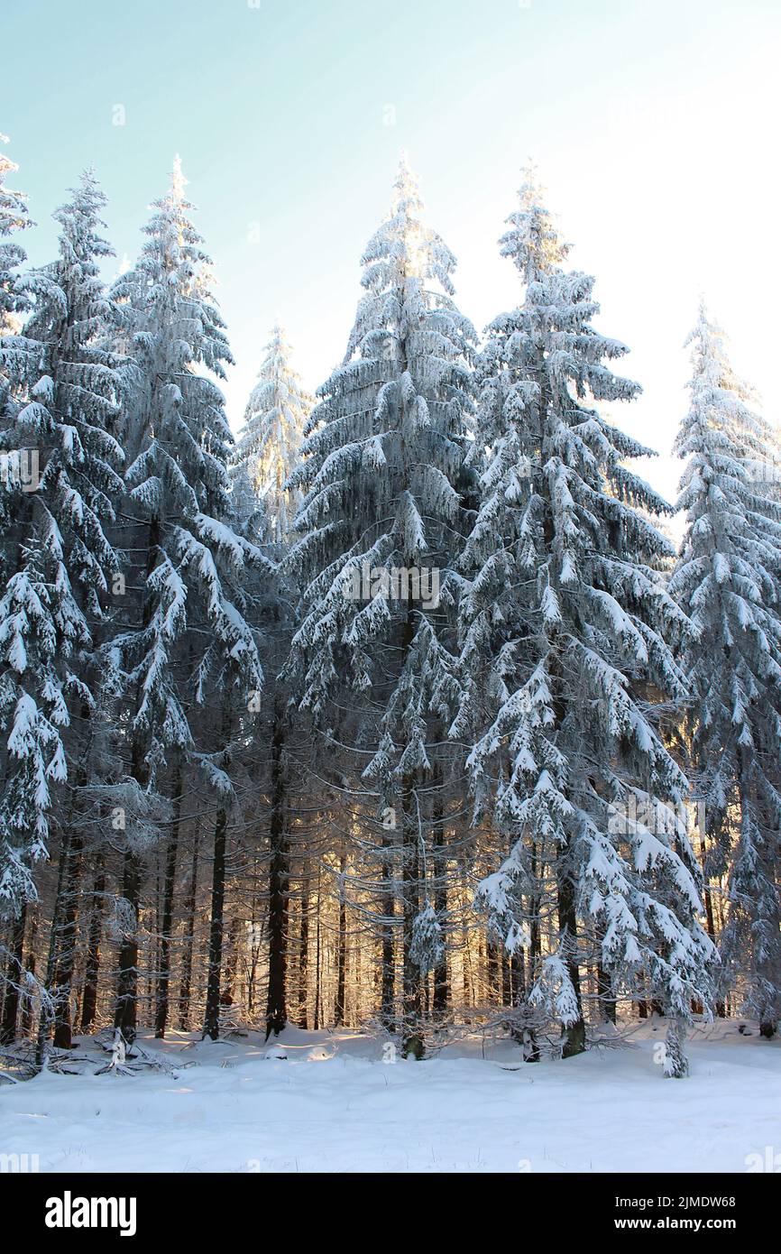 Snowy trees conifers forest hi-res stock photography and images - Alamy