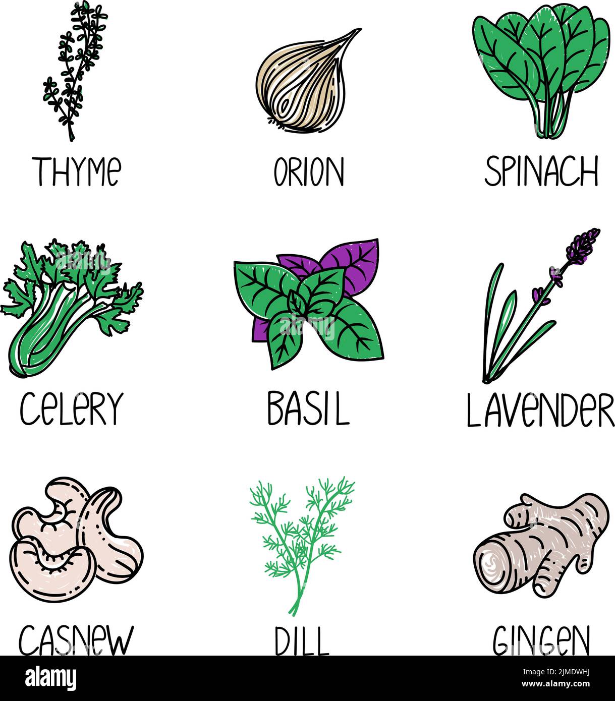 Set of herbs and spices, drawn element in doodle style. A packaging