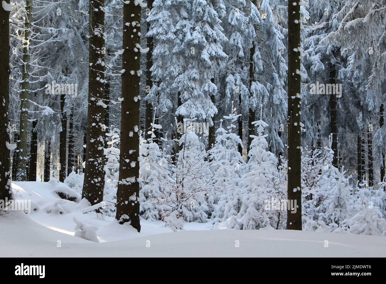 Winter Forest Stock Photo