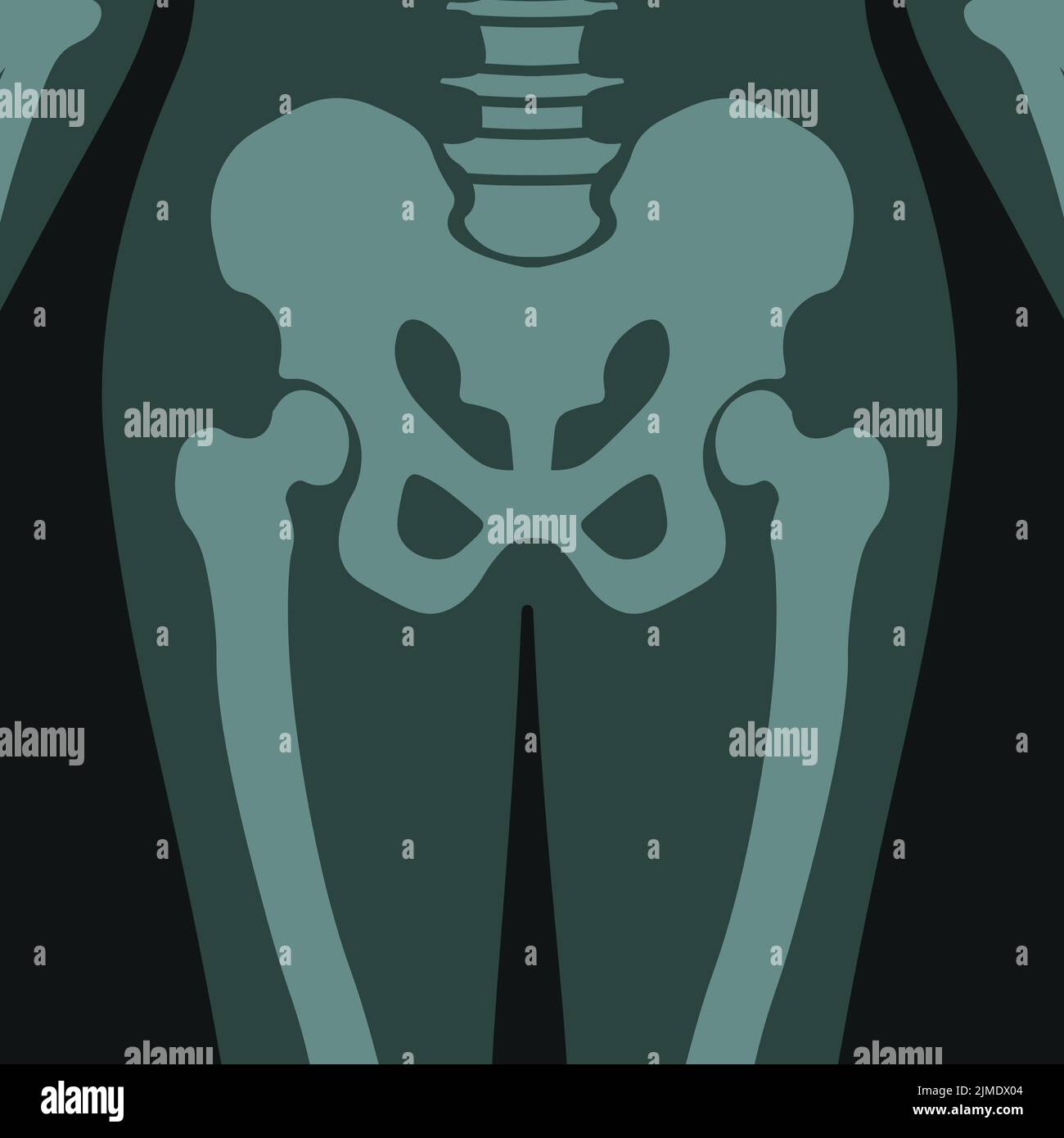X ray of human pelvis roentgen scan of body vector Stock Vector Image ...