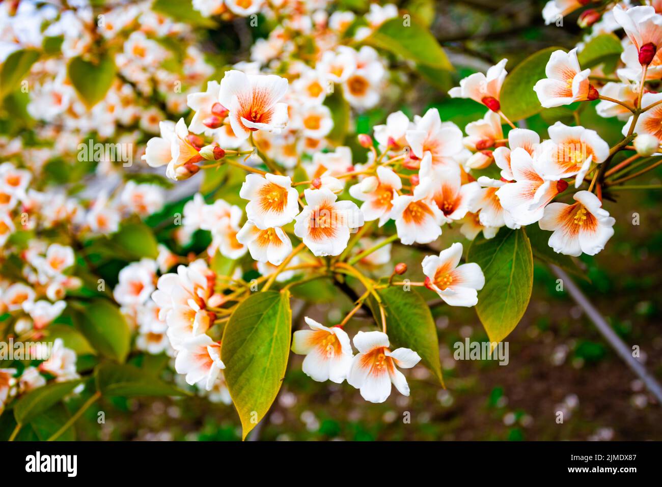 White flowers tree aleurites euphorbiaceae in the spring Stock Photo