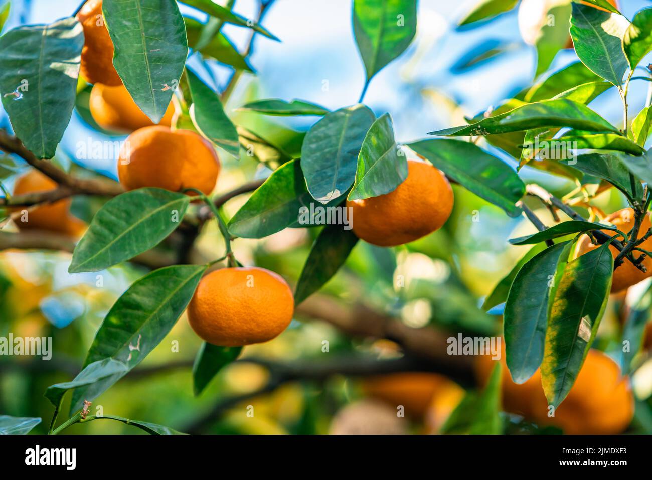 Oranges branch with green leaves on tree Stock Photo