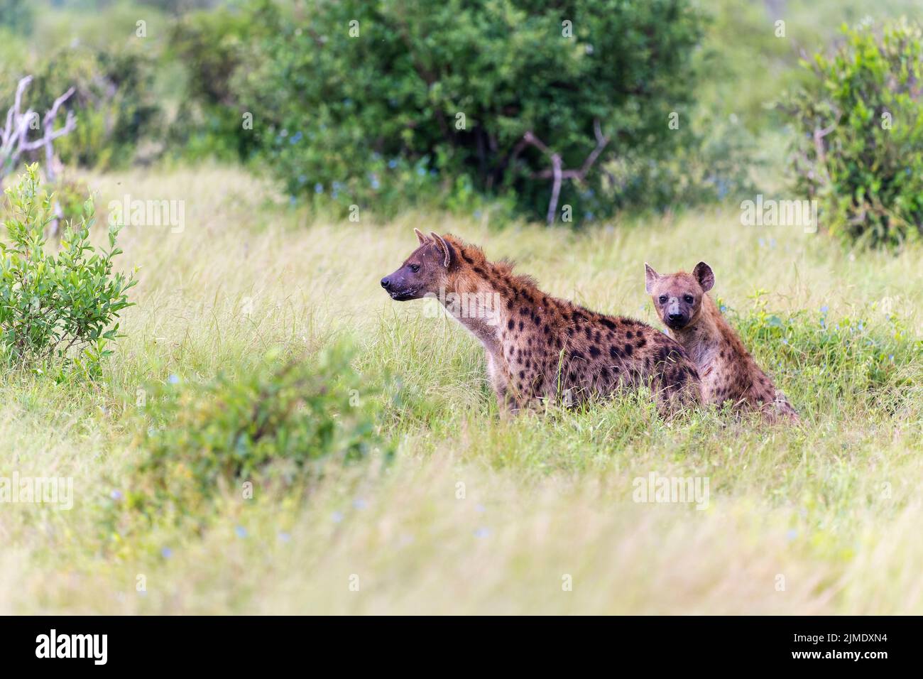 Two Spotted Hyenas in Tsavo East National Park, Kenya, Africa Stock Photo