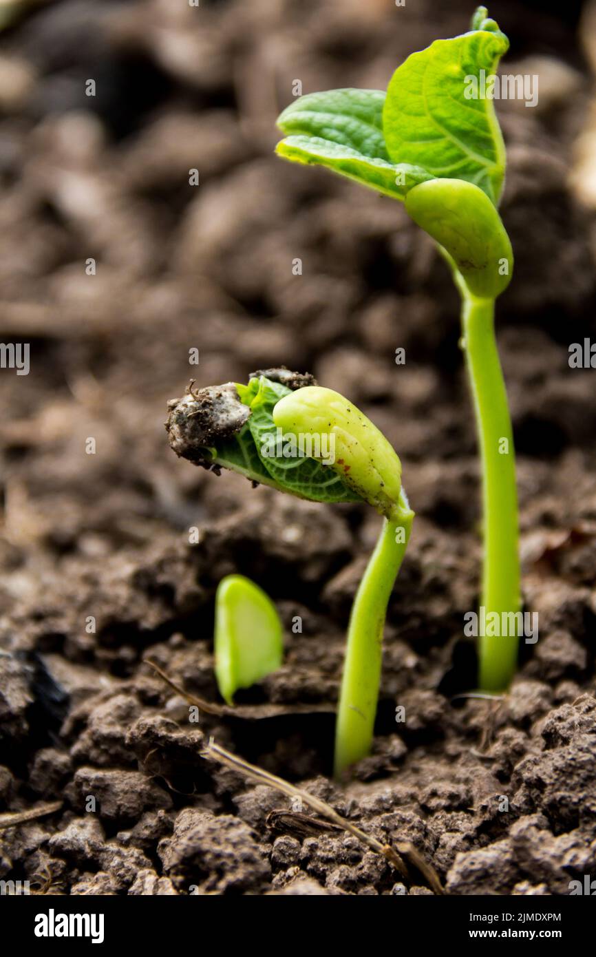 Close-up detail of seeds germinating in spring and autumn. Germination concept Stock Photo