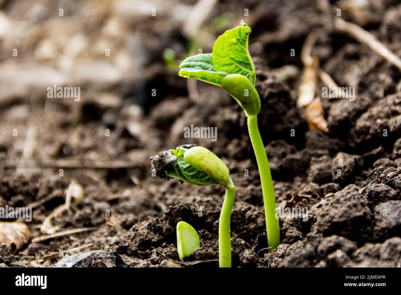 Close-up detail of seeds germinating in spring and autumn. Germination concept Stock Photo