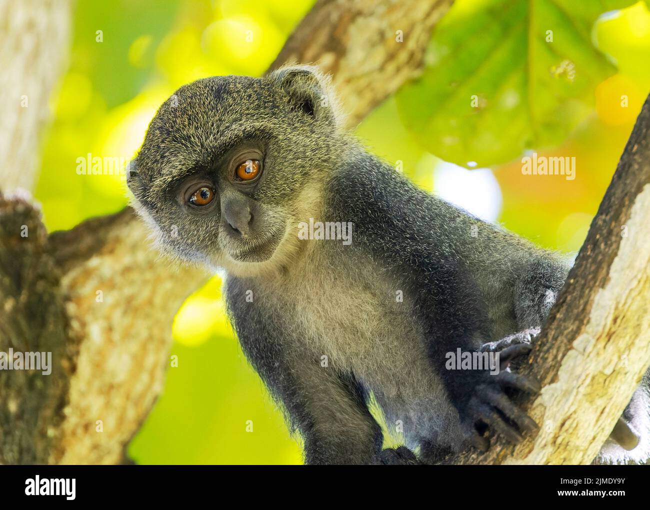 Cercopithecini White-throated Monkey (cercopithecus albogularis) in a tree, Kenya ...