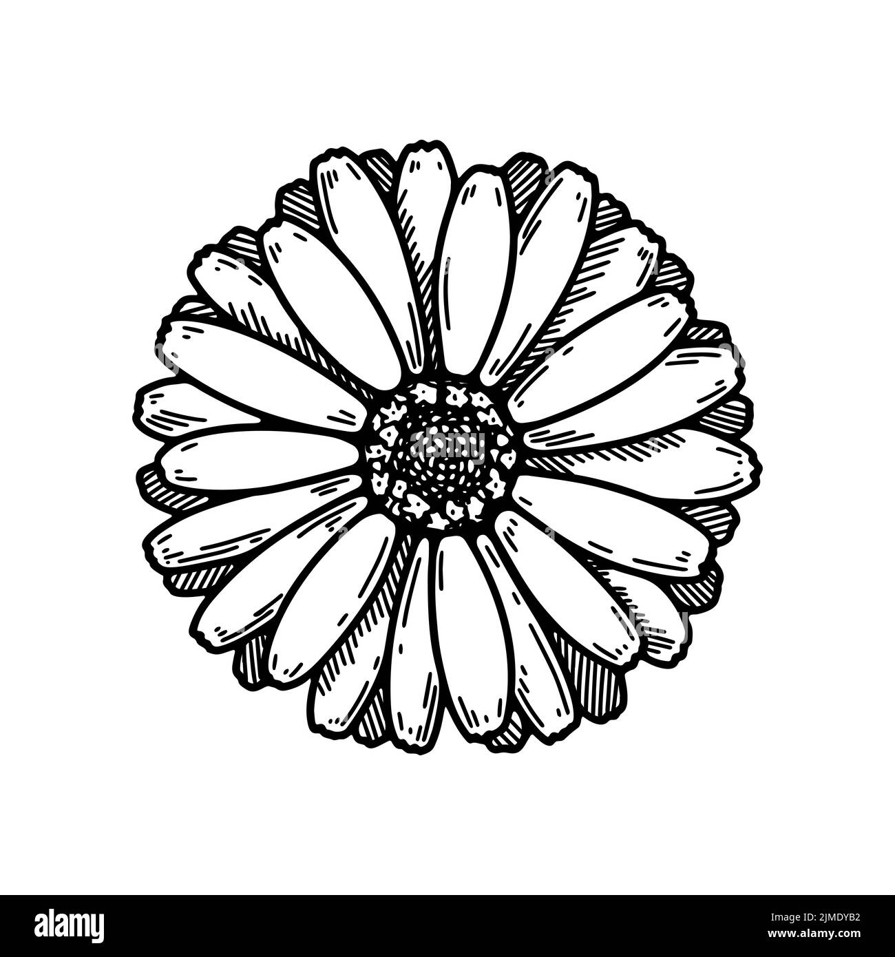 Hand drawn calendula flower. Realistic detailed botanical design element. Vector illustration in sketch stile Stock Vector