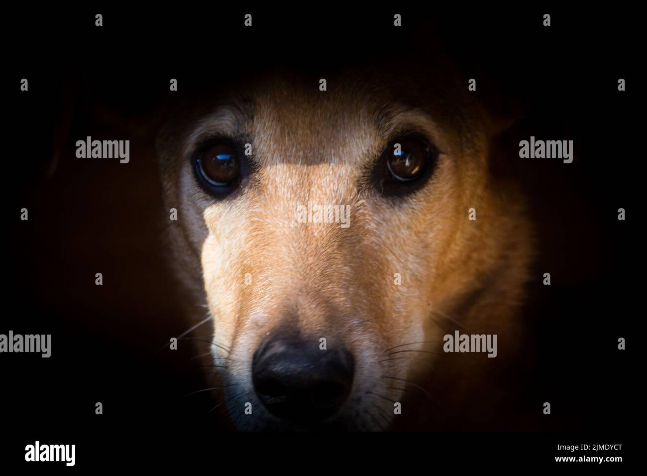 Portrait of a stray dog that suffers animal abuse in the streets Stock Photo