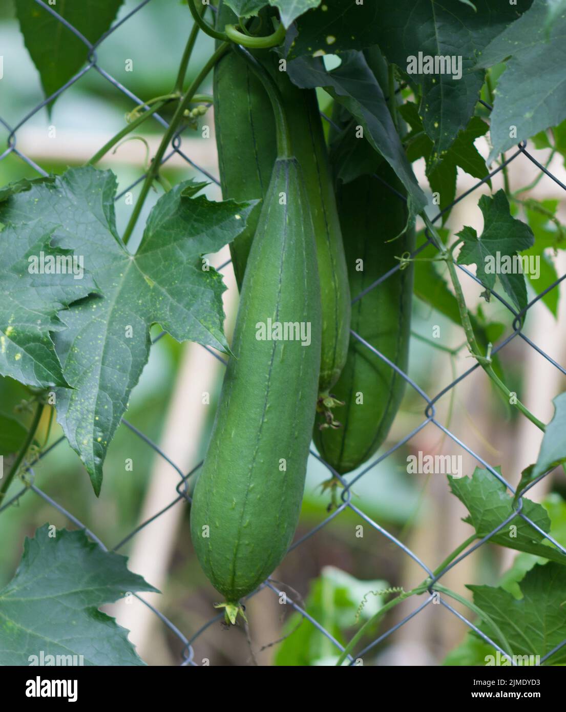Immature luffa fruits to eat in the garden fence Stock Photo