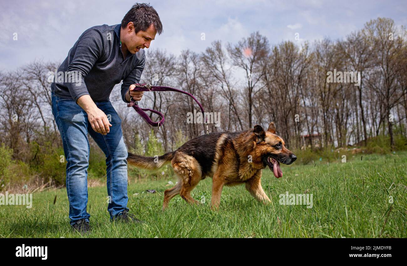 Male Dog German Shephard Being Unlished Lawn Stock Photo