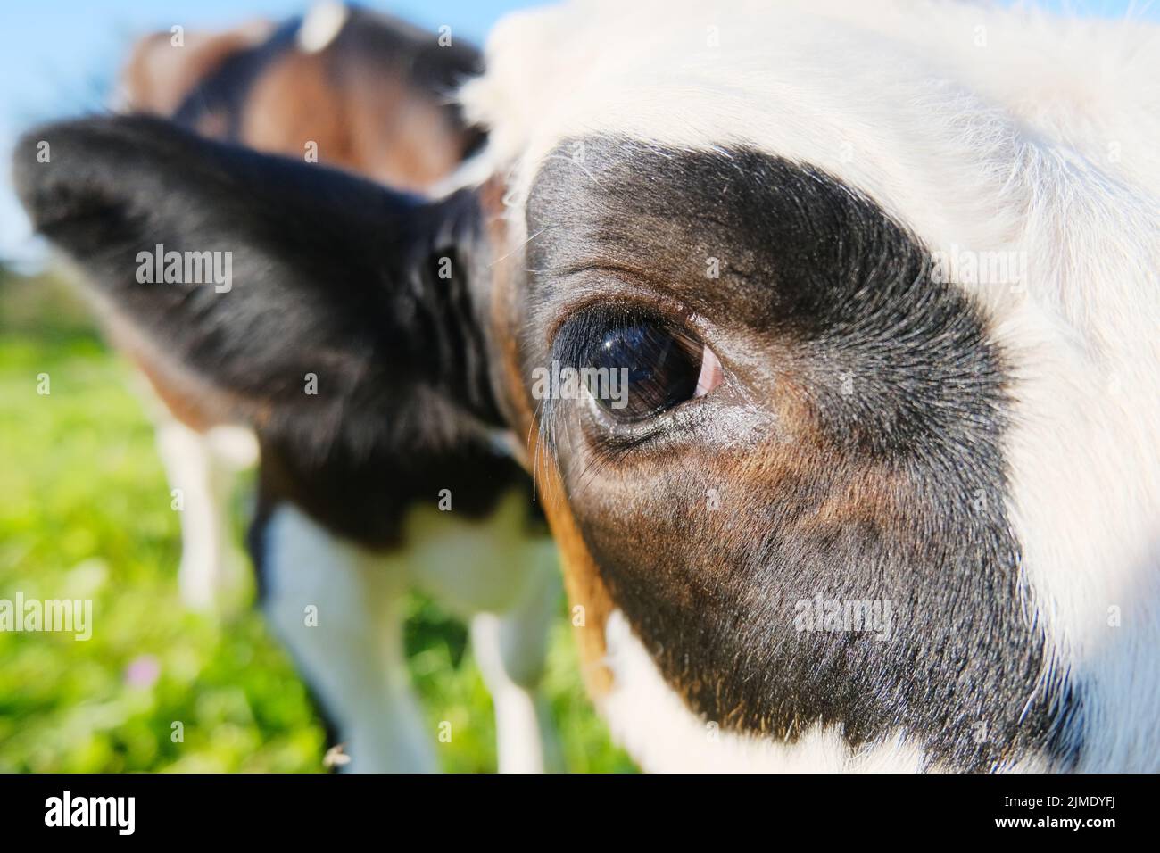 The cow looks at the camera Stock Photo