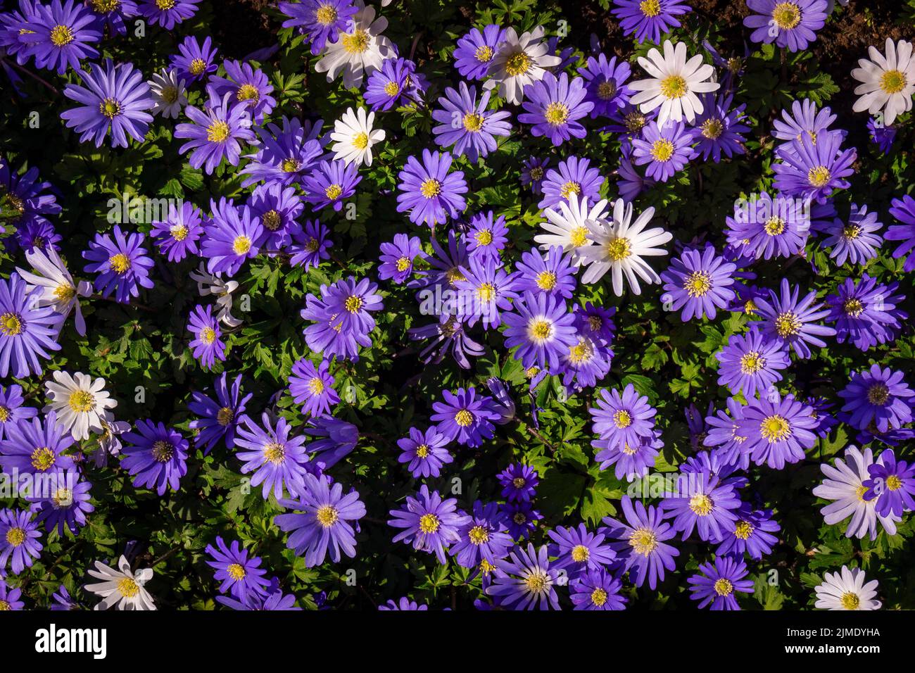 Flower background wall urban jungle wall Stock Photo - Alamy