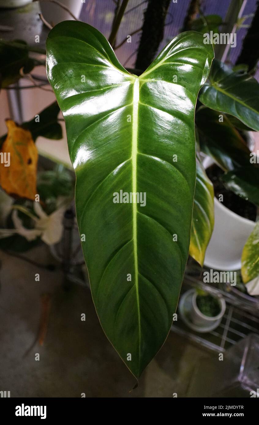 A shiny leaf of Philodendron Bernardopazii, a rare tropical houseplant Stock Photo Alamy