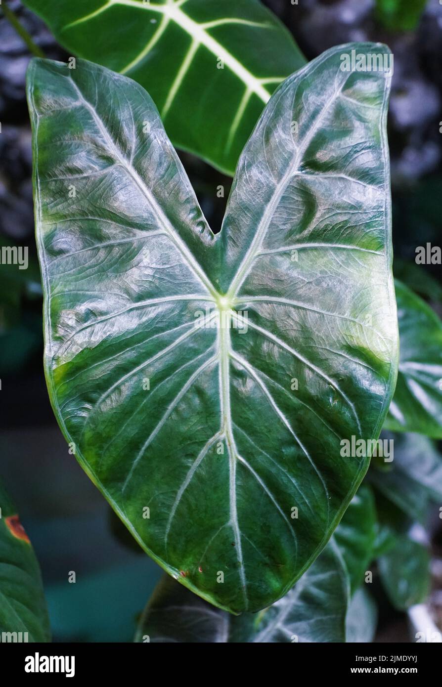 Close up of the green leaf of Alocasia Ivory Coast Amazonica Stock Photo