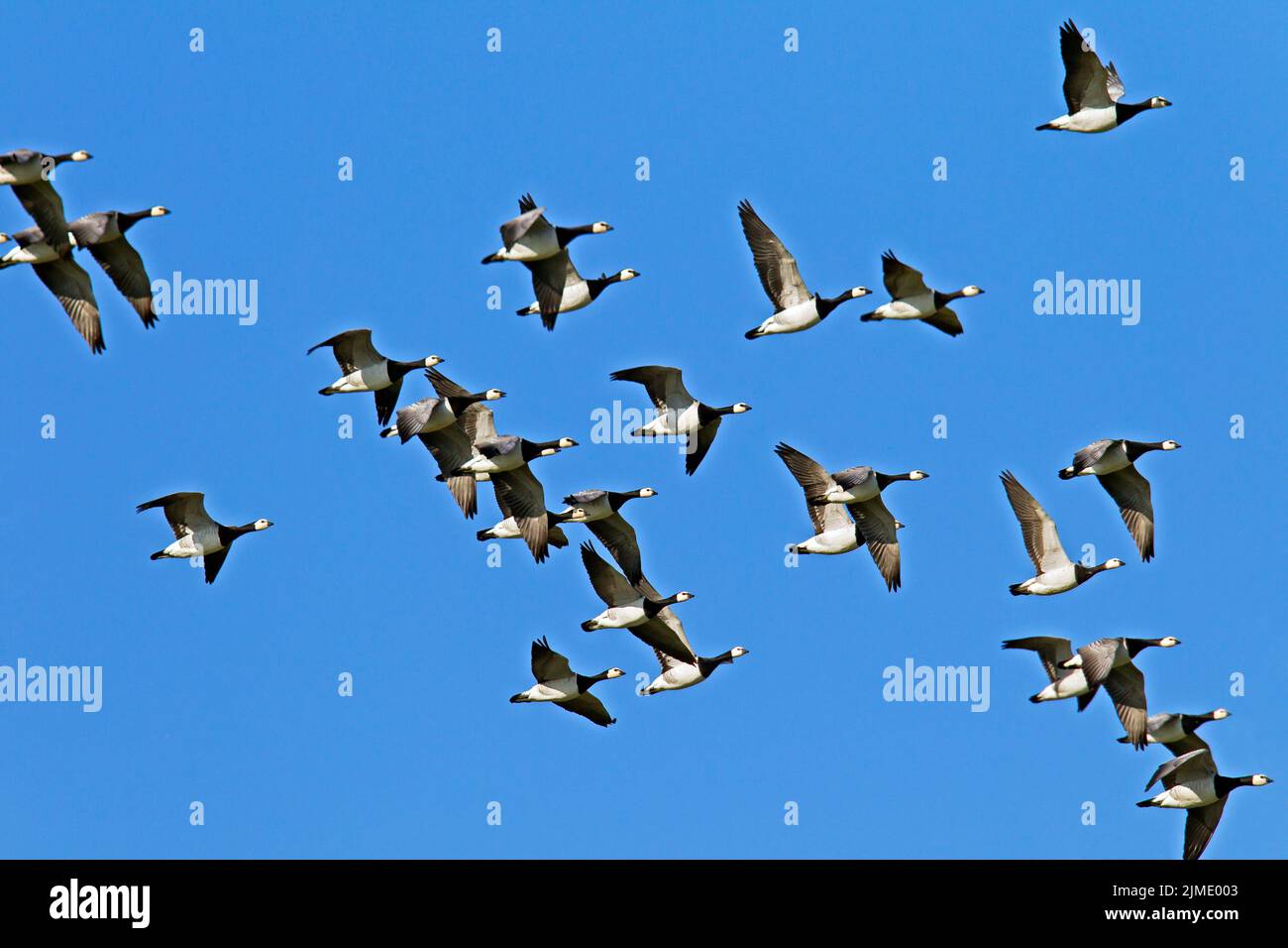 Barnacle Geese flock during the migration Stock Photo