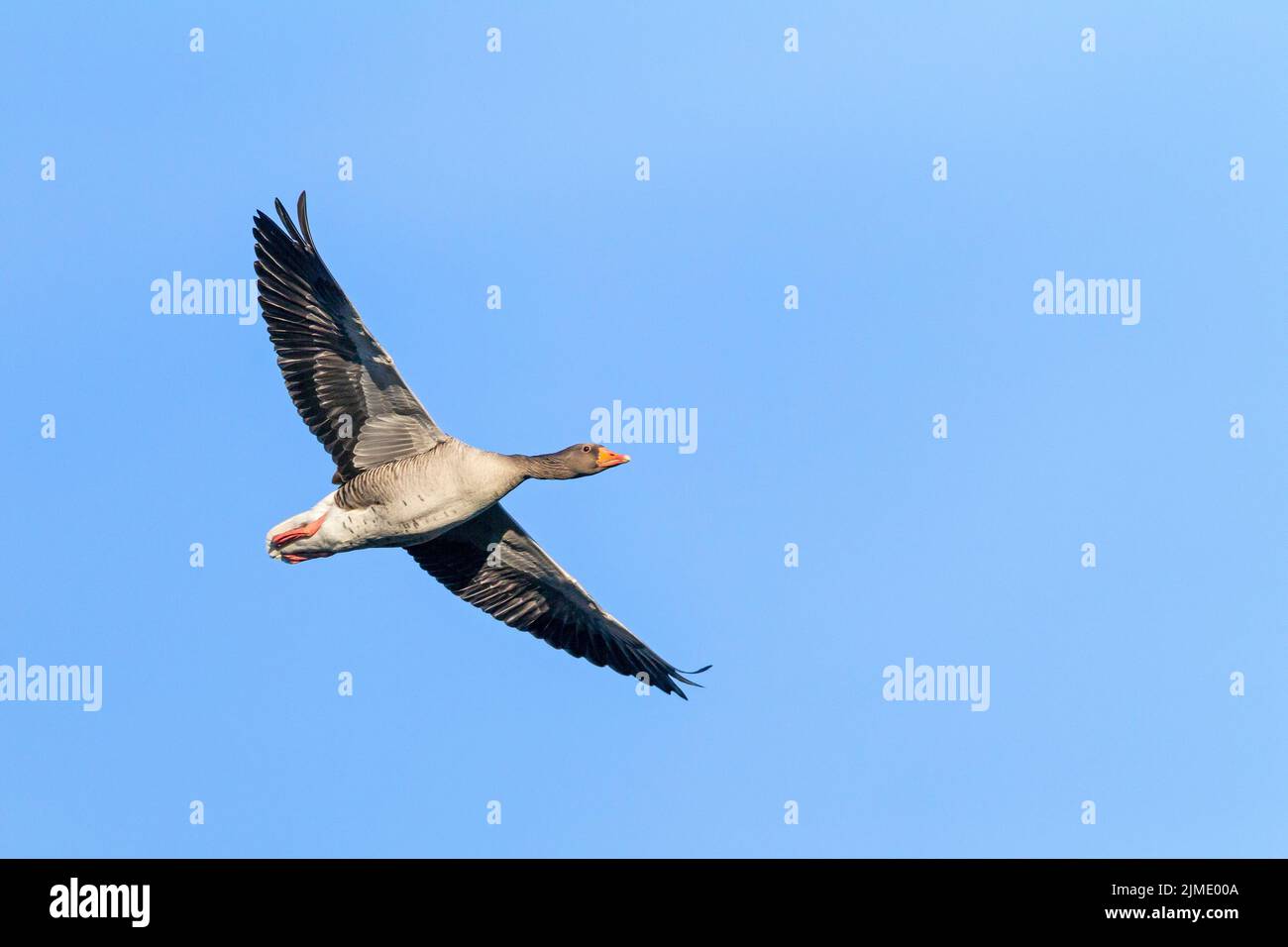 Greylag Goose in flight / Anser anser Stock Photo