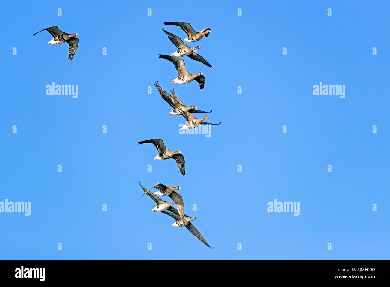 Greater White-fronted Geese during the migration at the German North Sea coast Stock Photo