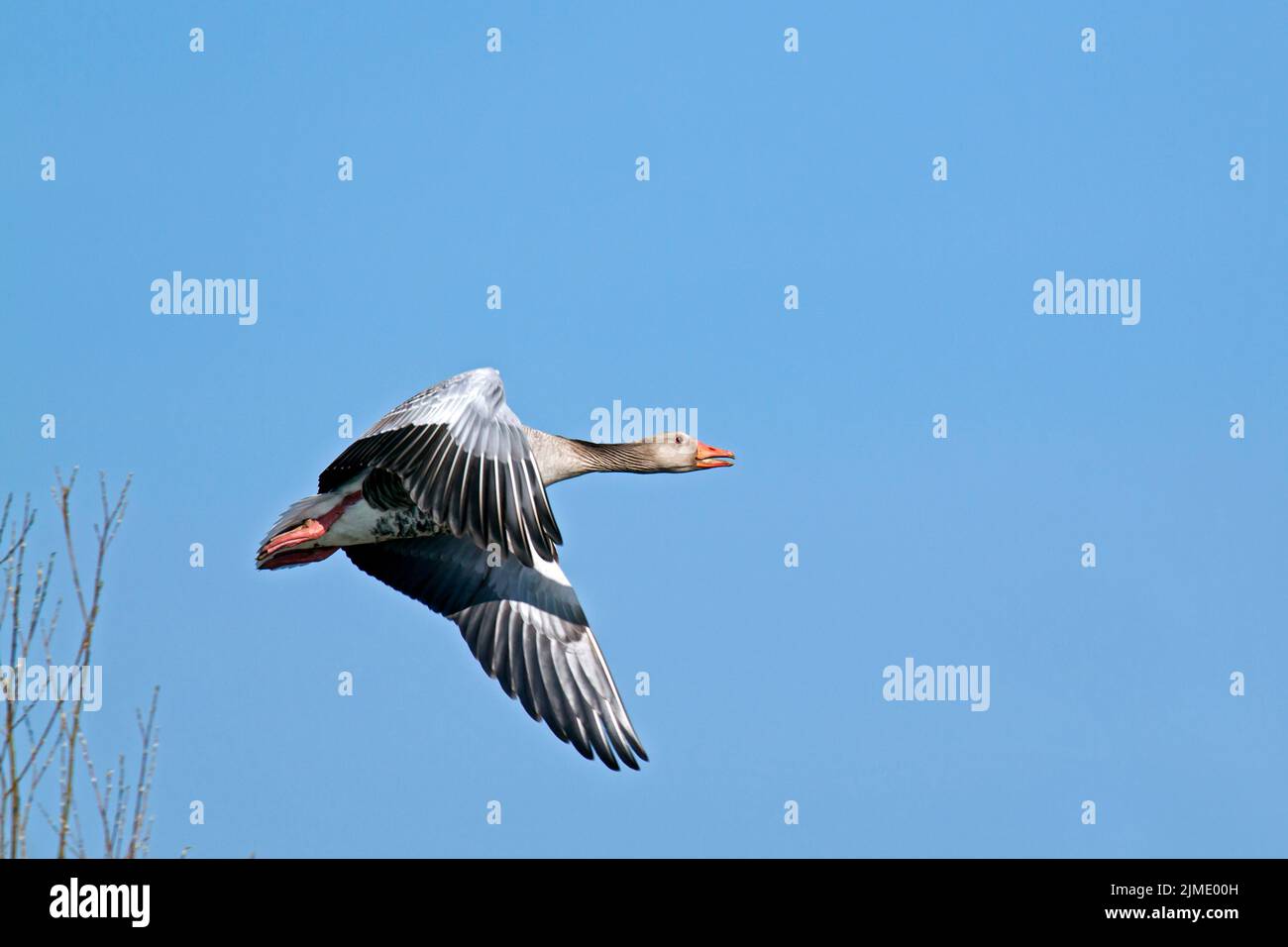 Greylag Goose adult bird in spring Stock Photo