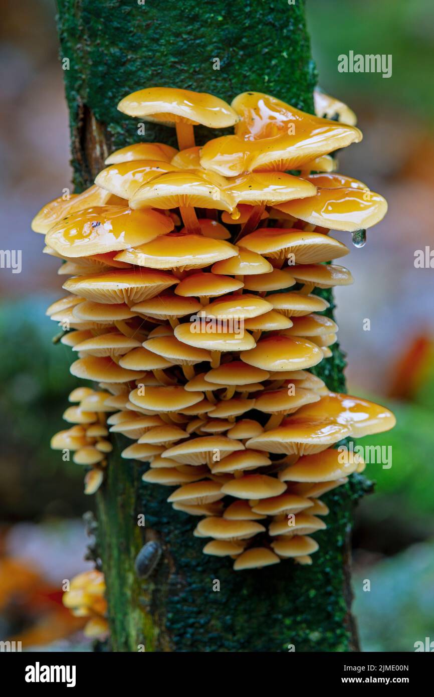 Flammulina elastica in a deciduous forest Stock Photo