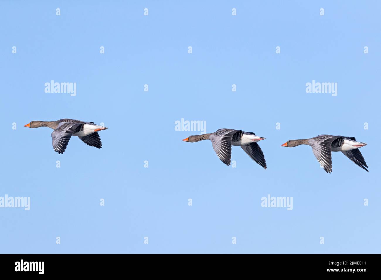 Greylag Goose can reach an age of 17 years Stock Photo