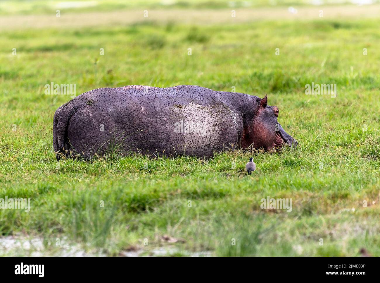 Hippo in Amboseli National Park, Kenya, Africa Stock Photo
