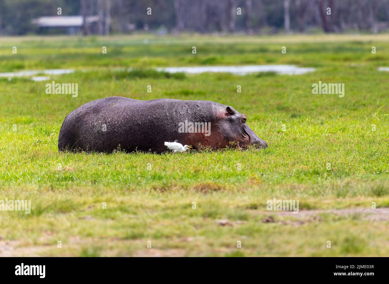 Hippo in Amboseli National Park, Kenya, Africa Stock Photo