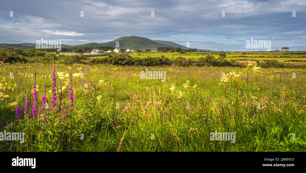Very small wildflowers hi-res stock photography and images - Alamy